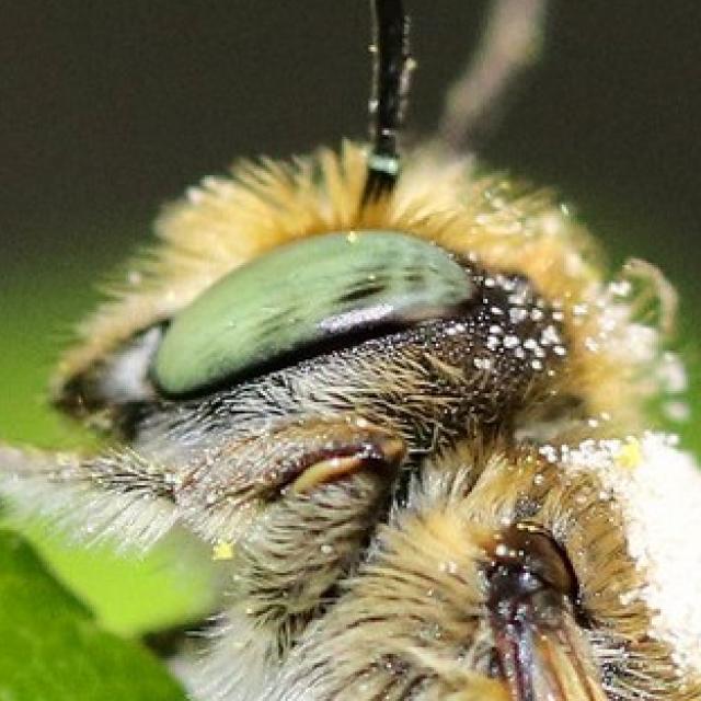 Wildbienen der Schweiz  - Megachile argentata