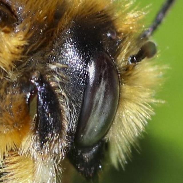 Wildbienen der Schweiz  - Megachile circumcincta