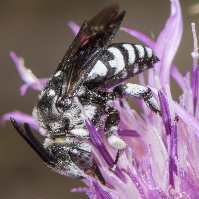 Wildbienen der Schweiz Gestutzte Fleckenbiene - Thyreus truncatus