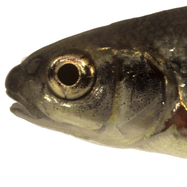 Fischen der Schweiz Strigione  - Telestes muticellus 