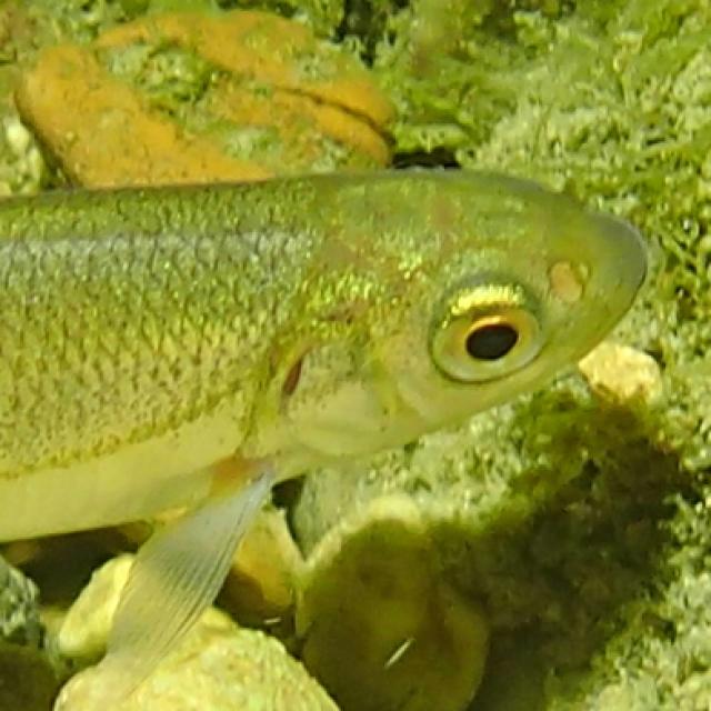 Fischen der Schweiz Strömer  - Telestes souffia 