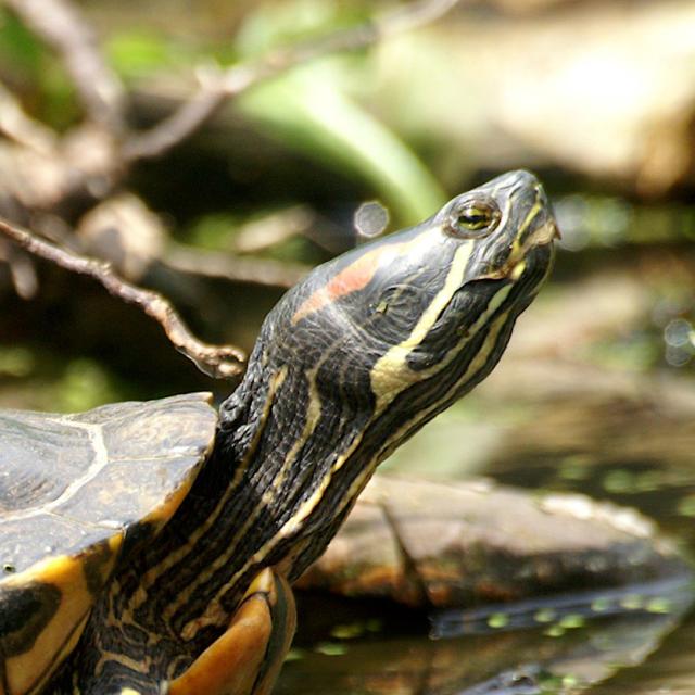  Rotwangen-Schmuckschildröte - Trachemys scripta elegans