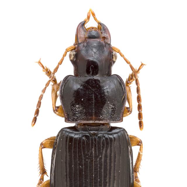   - Trichotichnus laevicollis
