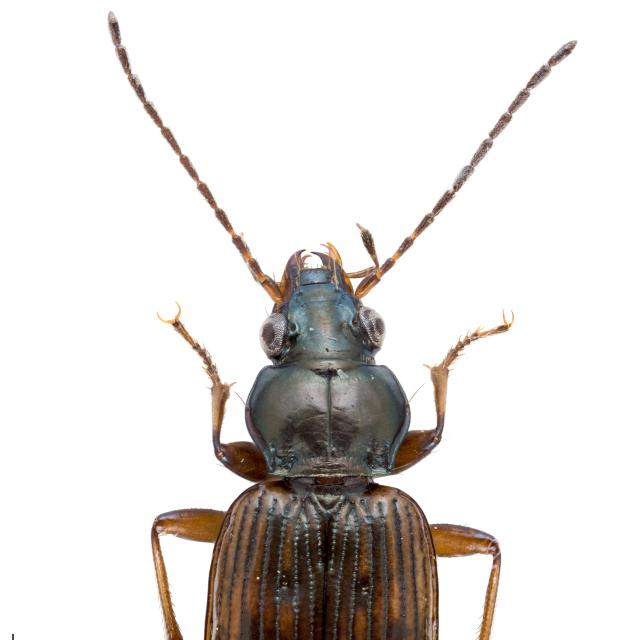 Laufkäfer der Schweiz - Bembidion dentellum