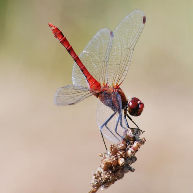 Männchen der Blutroten Heidelibelle (Sympetrum sanguineum). © Raphael Krieg