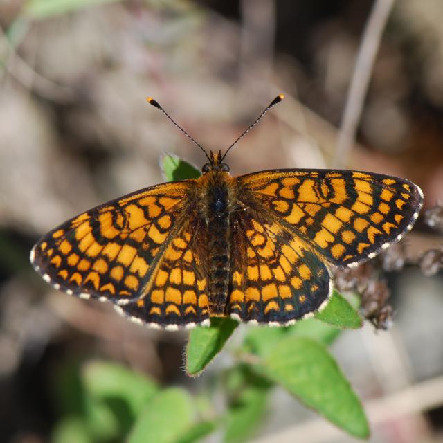 Melitaea deione © Yannick Chittaro