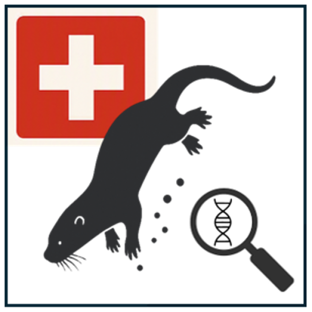 Grafik Fischotter - Schweiz - Lupe Genetik