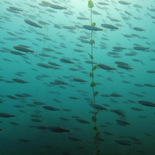 Poissons © Nadia Zuodar
