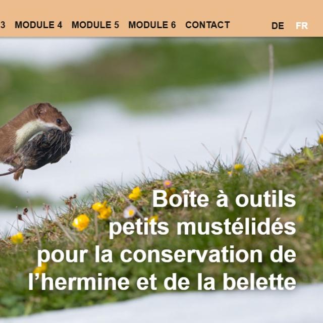 Page d'accueil du site web Boîte à outils petits mustélidés