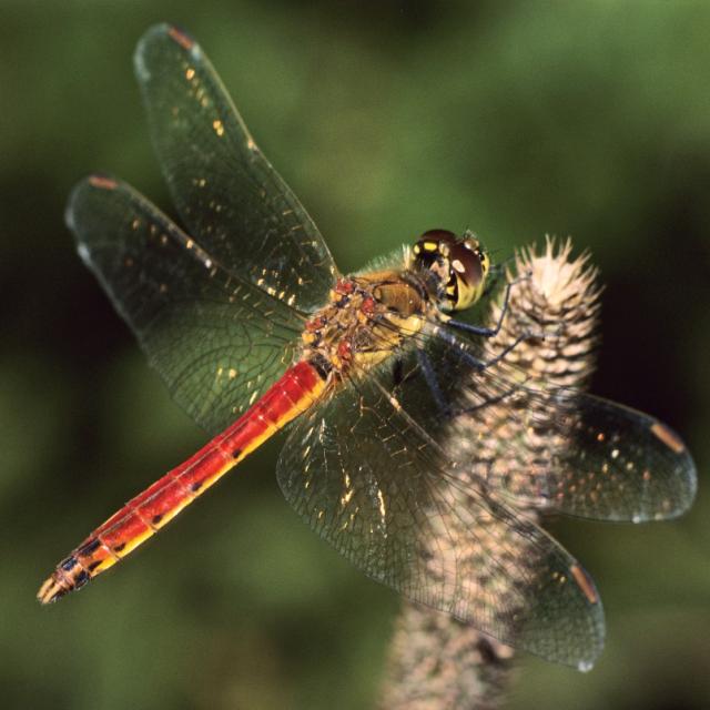 Sympetrum depressiusculum © G. Vonwil