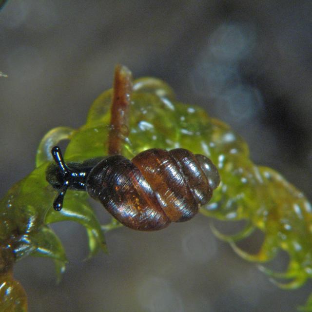 Vertigo genesii © Peter Müller