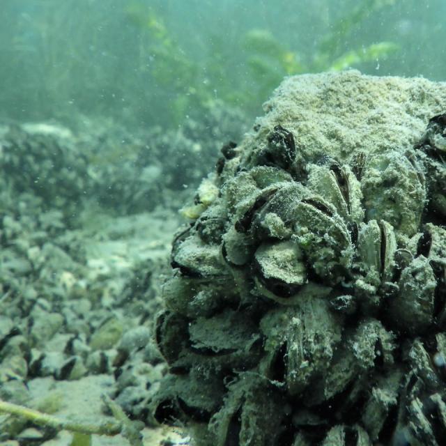 Neozoa