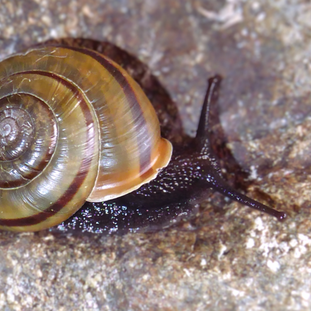 Mollusque © François Claude