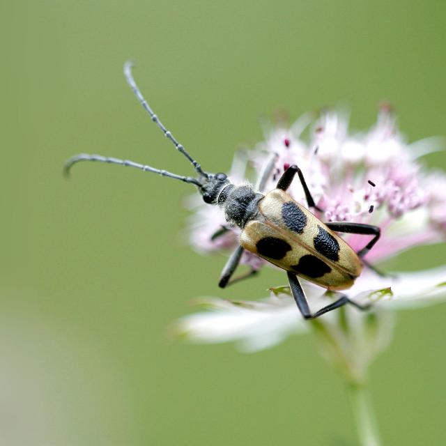 Centre de coordination pour les insectes