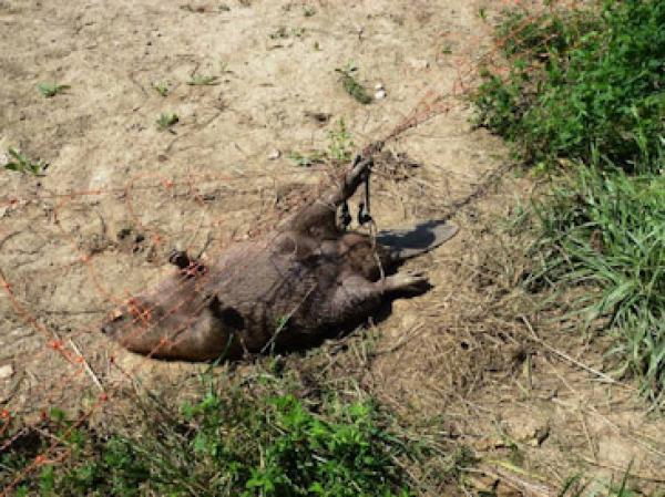 Castor dans un filet flexible