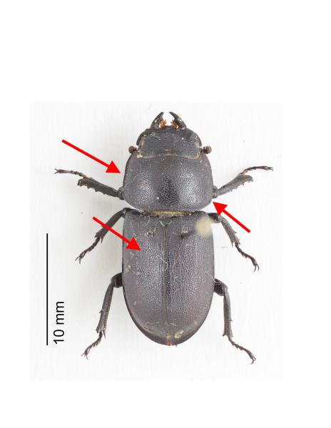 Dorcus parallelipipedus femelle