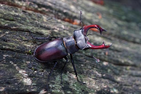 Mâle de Lucane cerf-volant © Peter Wolf