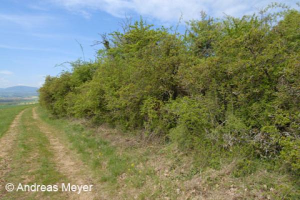 Habitat : haies et buissons