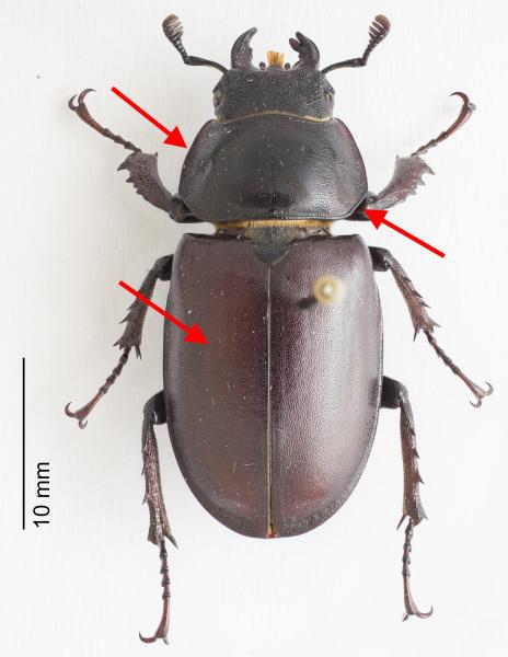 Lucanus cervus femelle