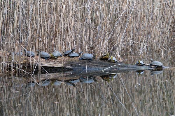 Plusieurs Cistudes d'Europe sur une branche sortant de l'eau