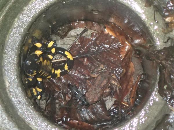 Salamandre tachetée et crapaud commun&nbsp;piégés dans un puits 