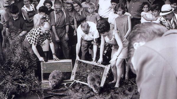 Premières réintroductions dans la région du lac Nussbaumer, dans le canton de Thurgovie, en 1968