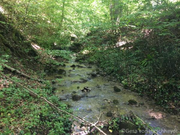 Waldbach