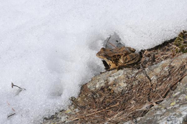 Grasfrosch auf Schnee