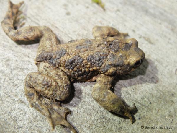 Erdkröte mit dunkelbraunen Flecken auf der Haut