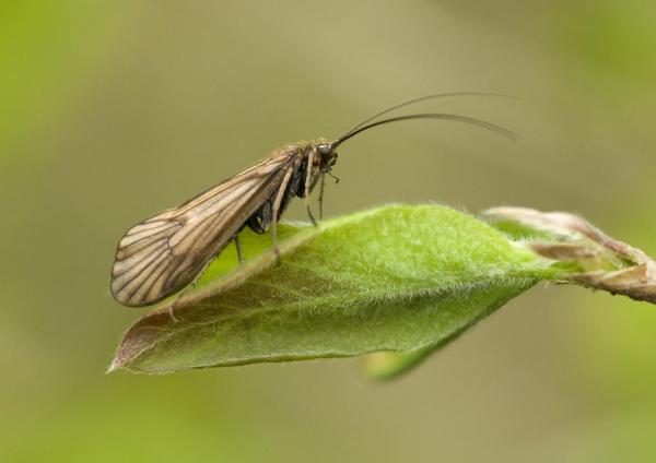 Drusus mixtus, femelle