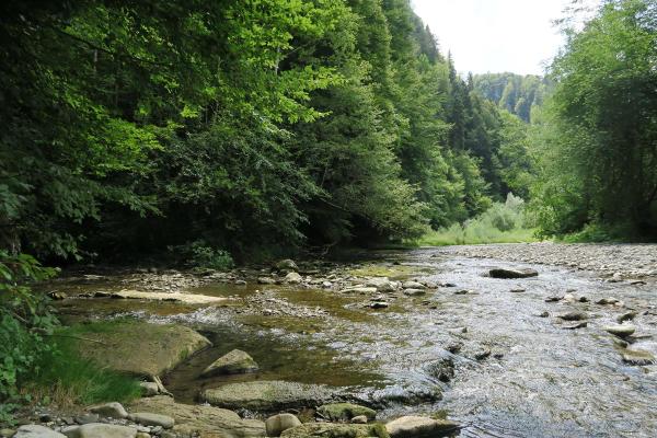 Von Wald umgebener, wenig tiefer Bach