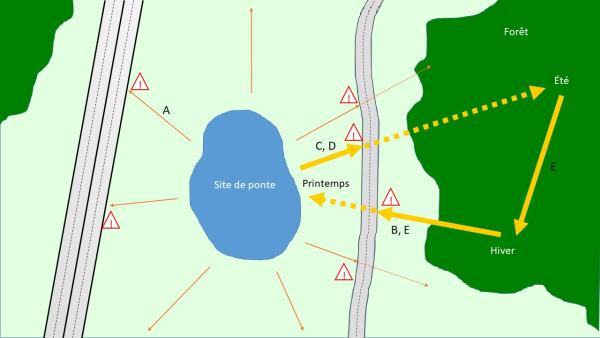 Illustration migration d'amphibiens et trafic