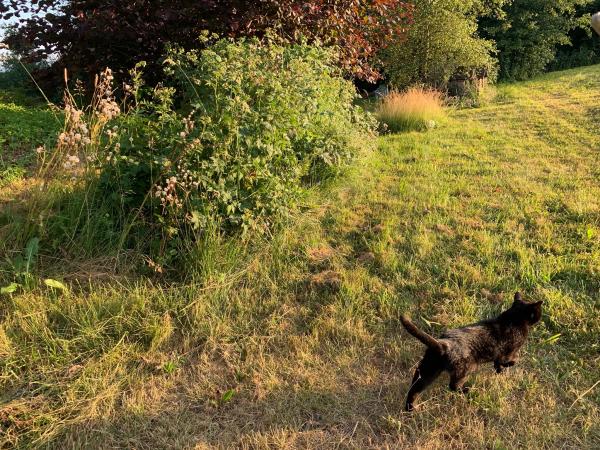 Garten mit "wilder Ecke"