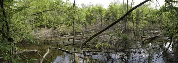 Inondation forêt