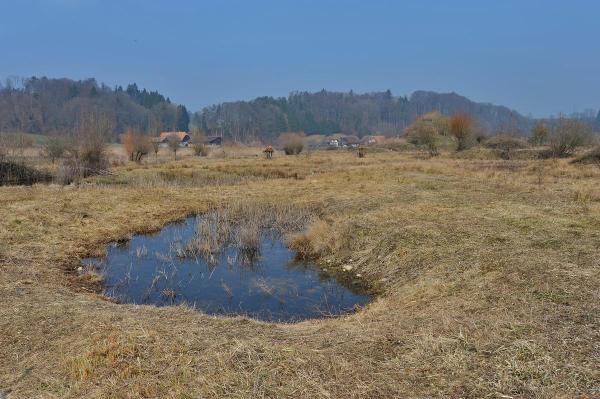 Mare dans un bas-marais&nbsp;