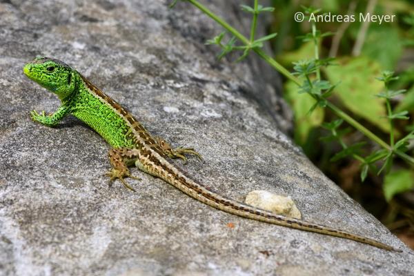 Mâle d'un lézard agile