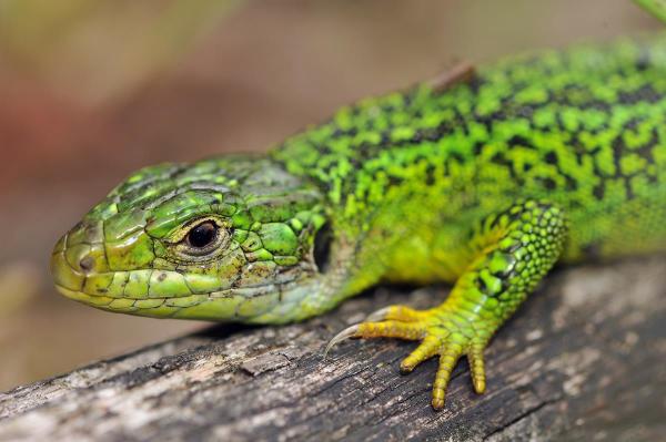 Portrait d'une femelle du lézard vert