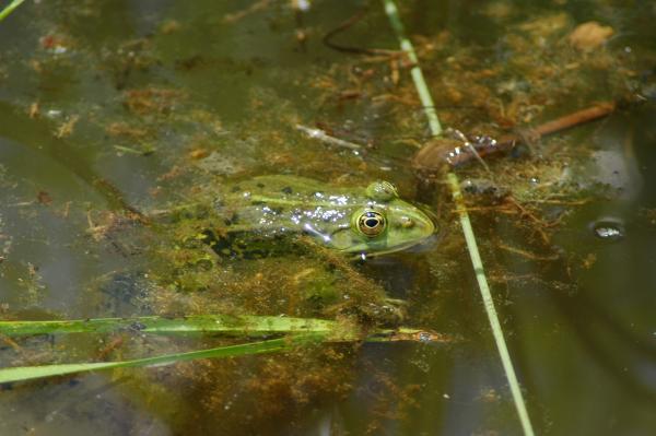 Grenouille verte, à la surface de l'eau&nbsp;