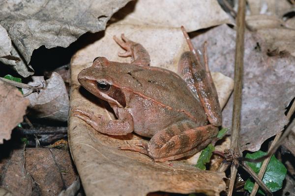 Grenouille de Lataste, sur une pierre