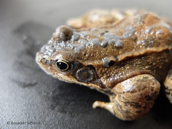 Grasfrosch mit gräulichen Pusteln auf der Oberseite