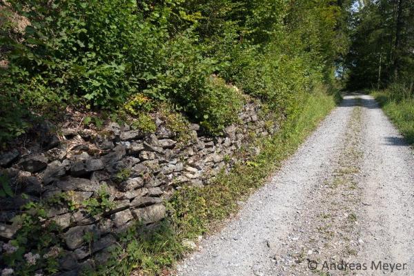 Ancien mur en pierres sèches le long d'un chemin forestier