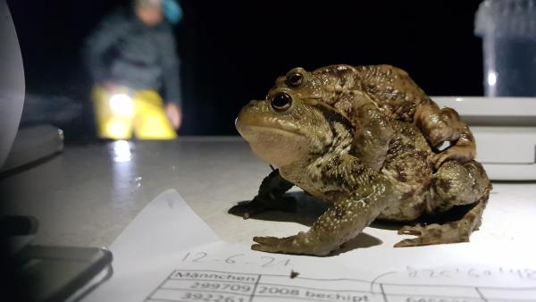 Femelle du Crapaud commun avec un mâle sur le dos