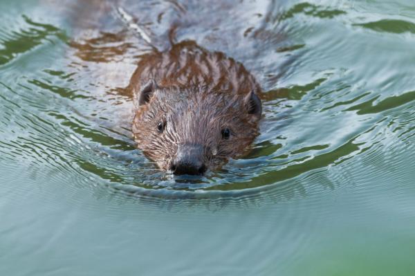 Castor qui nage dans l'eau