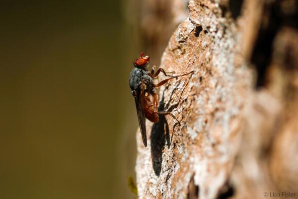 Brachyopa bicolor (© Lisa Fisler)