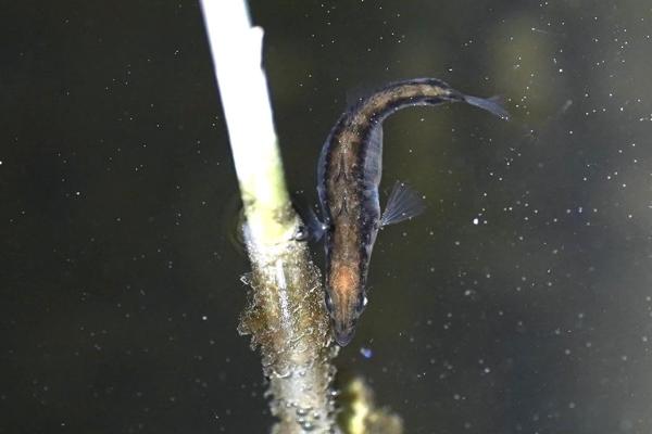 Fisch im dunklen Wasser