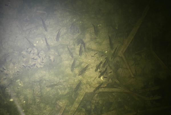 Plusieurs petits poissons