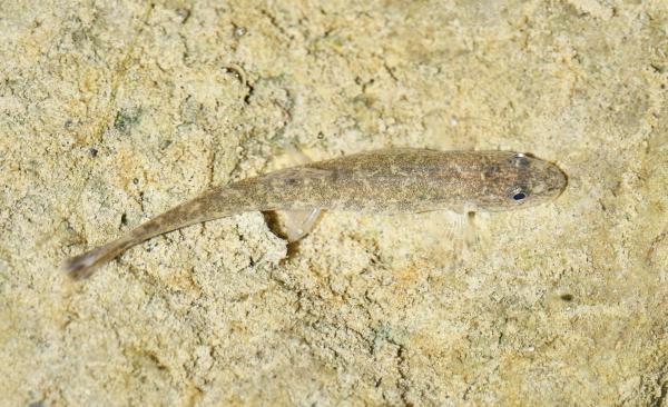 Hell gefärbter Fisch vor hellem Unterwassergrund