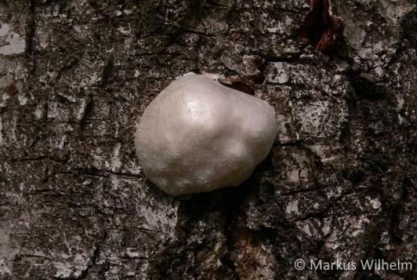 Schleimpilz Enteridium lycoperdon