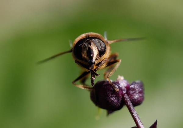 Le syrphe Eristalis tenax