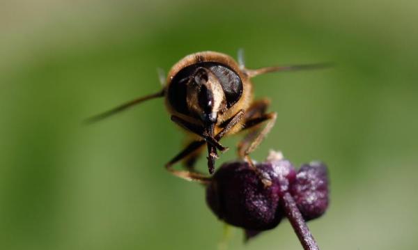 Die Schwebfliegen-Art Eristalis tenax 
